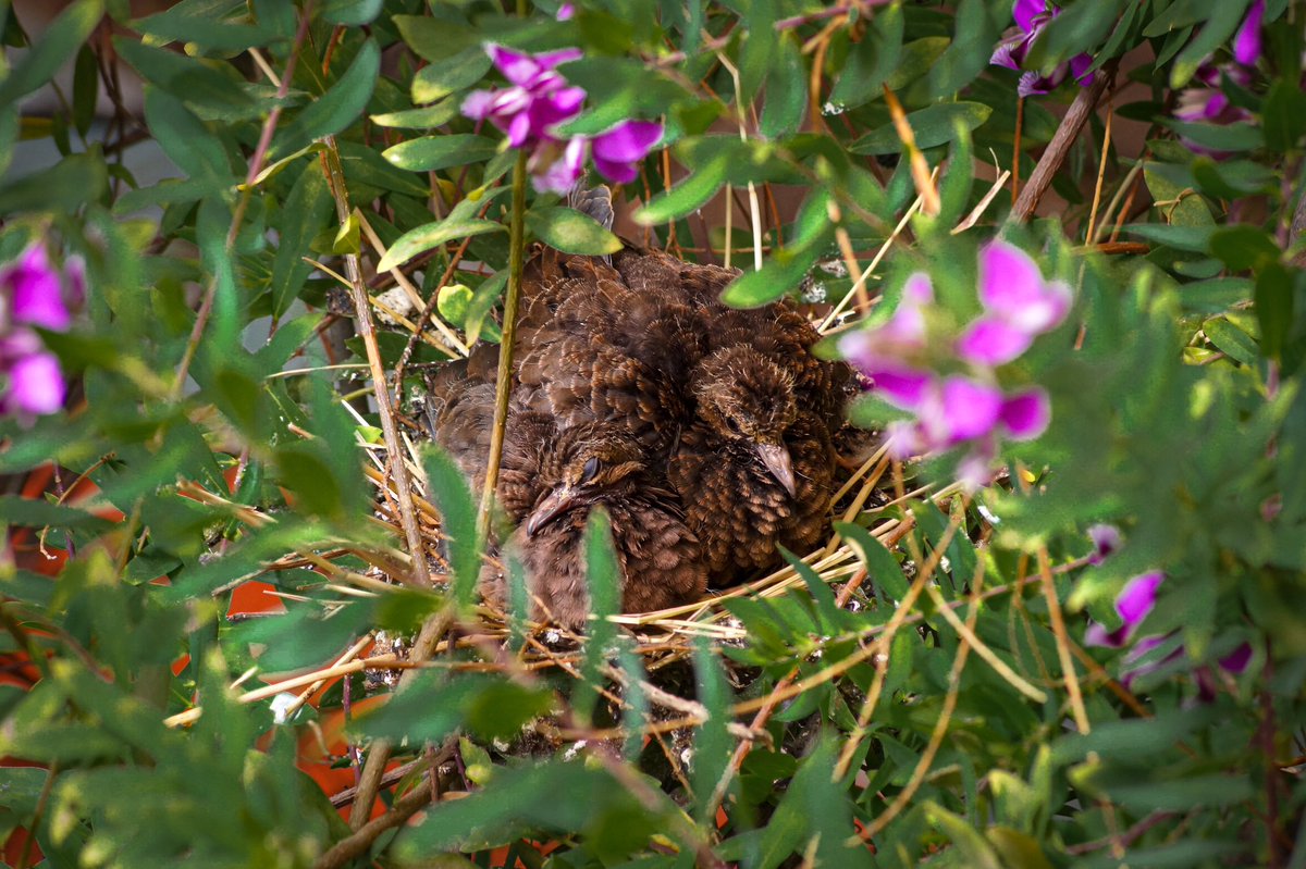 Daniel Uricoechea Percy tweet media