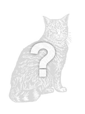 tabbytracker's tweet photo. Lost cat Oreo in Kissimmee, FL US (34747) #lostcat https://t.co/SjHcbk3u8C https://t.co/EJHqIsdFuI