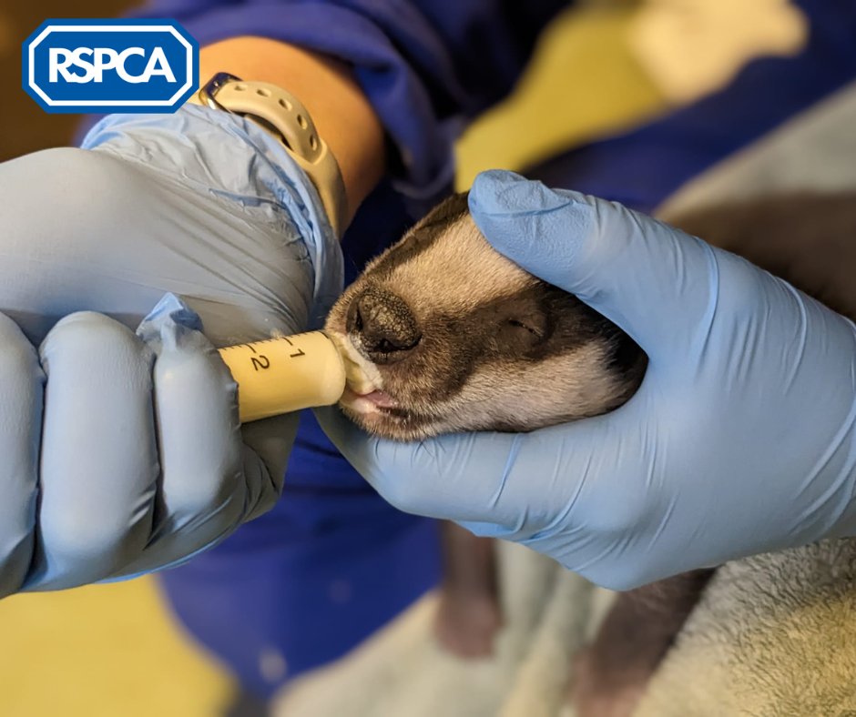 RSPCA_official tweet picture