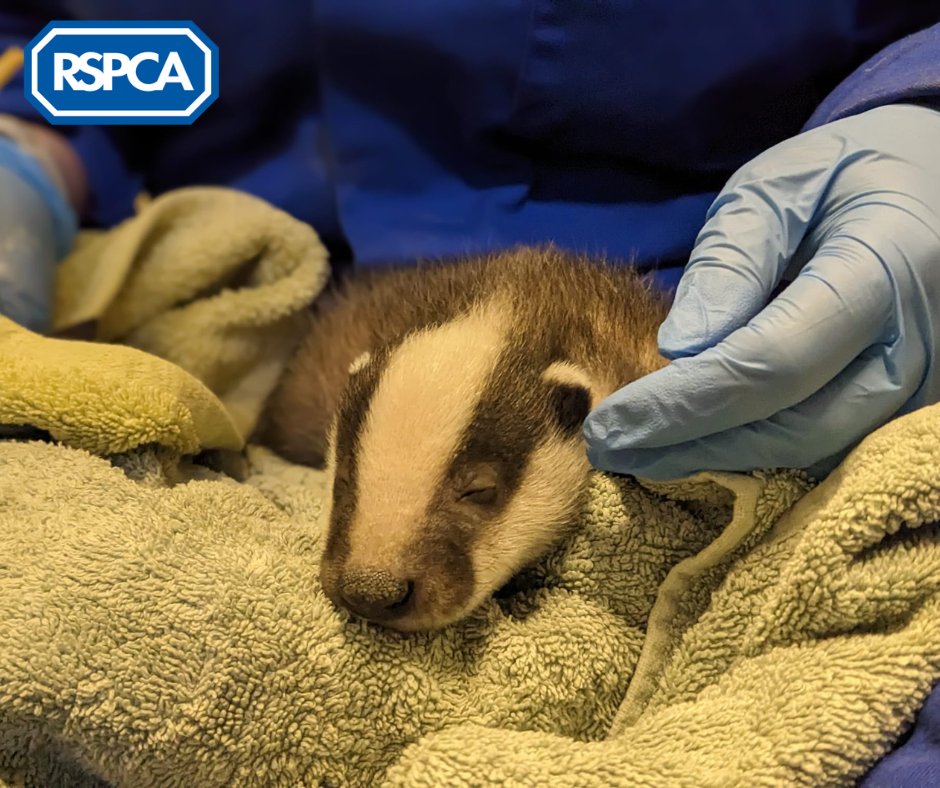 RSPCA_official tweet picture