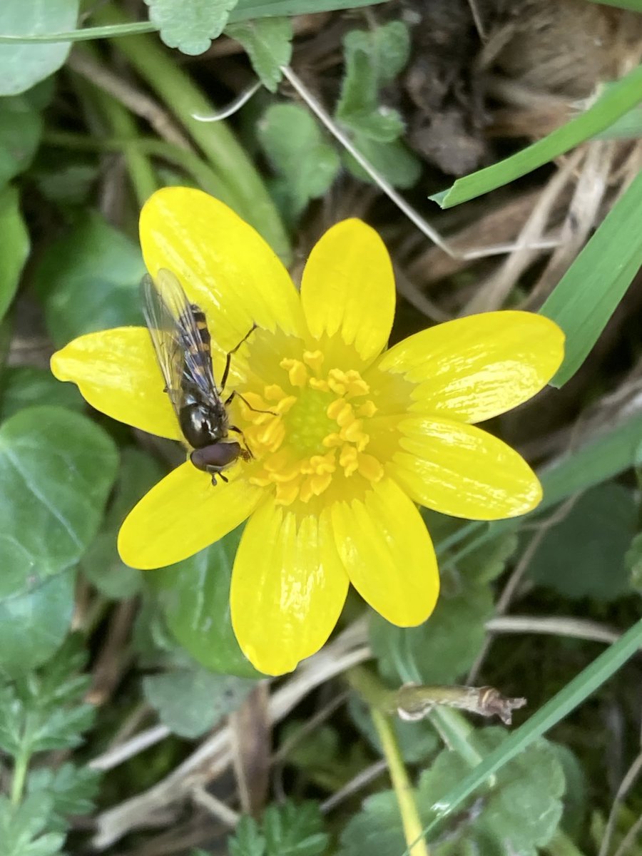 Lesser celandine or pilewort (Ficaria verna, formerly Ranunclulus ficaria) providing an important source of early nectar for insects by the Cromford Canal, Derbyshire ⁦@wildflower_hour⁩ #Wildflowerhour ⁦@BSBIbotany⁩