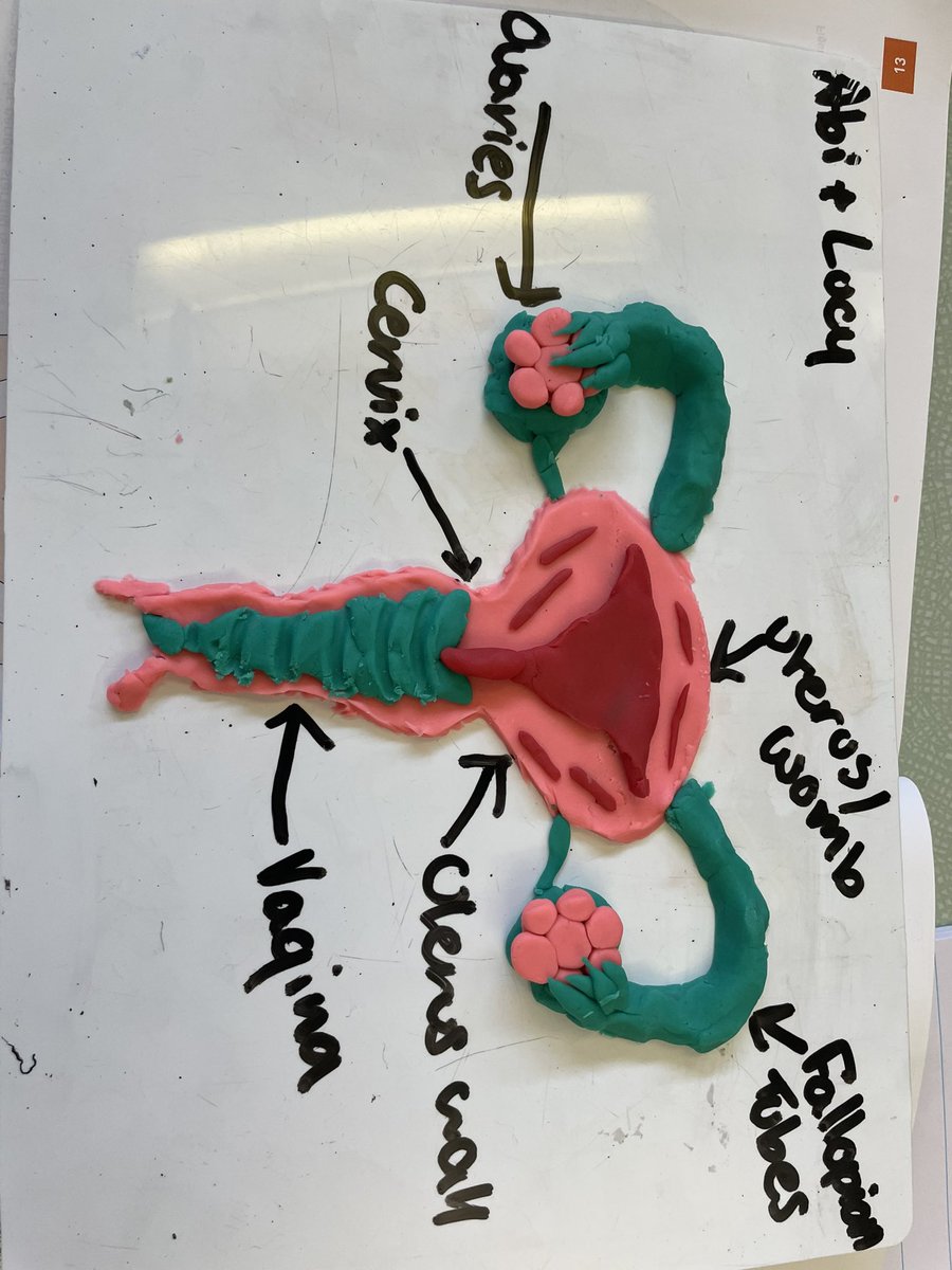 TmwsHSCCD's tweet photo. Year 9 are making a great start to their GCSE in child development with some fabulous models of the female reproductive system. Let’s see if they can remember all the parts this week! 🍳🥚👩‍🍼👏 https://t.co/72p3R6DWQl