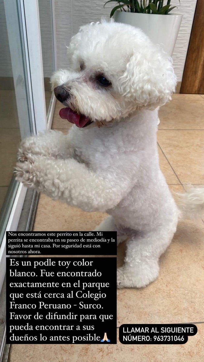 Melissita1204's tweet photo. #ENCONTRADO Chicos se ha encontrado a un perrito por el colegio Franco Peruano si alguien conoce a sus dueños por favor comunicarse con Veronica al  963761046 . Mil gracias por su difusión 🙏 RT POR FAVOR #Surco @munisurco1 #Lima https://t.co/MfdHtRrElu