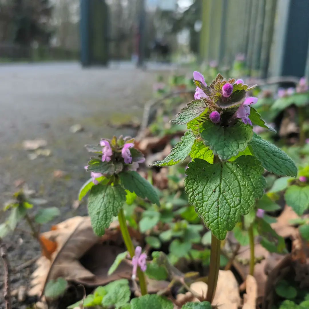 WildflowerUrban's tweet photo. So lovely to get out this week and see so many flowers 🌸 spring is finally coming #wildflowerhour https://t.co/QUPUyKAGFx