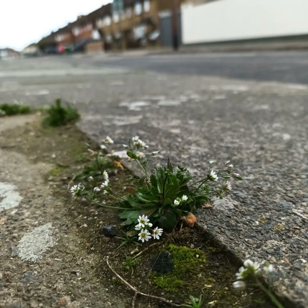 WildflowerUrban's tweet photo. So lovely to get out this week and see so many flowers 🌸 spring is finally coming #wildflowerhour https://t.co/QUPUyKAGFx