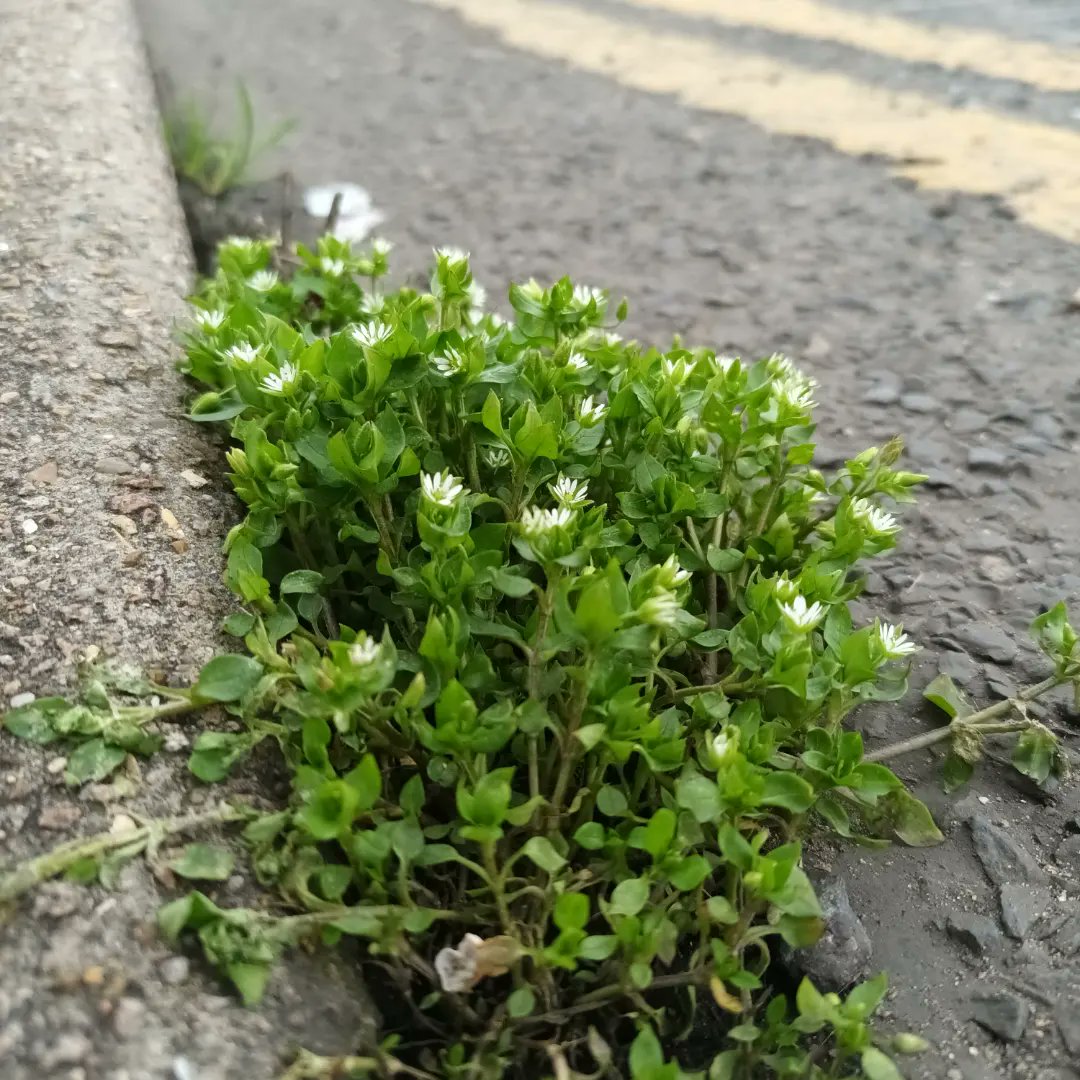 WildflowerUrban's tweet photo. So lovely to get out this week and see so many flowers 🌸 spring is finally coming #wildflowerhour https://t.co/QUPUyKAGFx