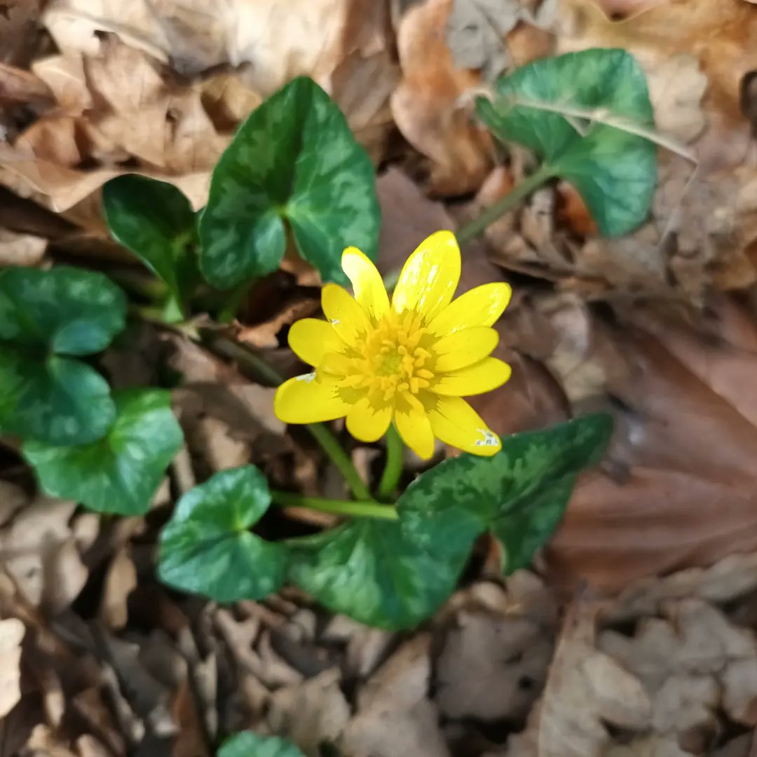 WildflowerUrban's tweet photo. So lovely to get out this week and see so many flowers 🌸 spring is finally coming #wildflowerhour https://t.co/QUPUyKAGFx