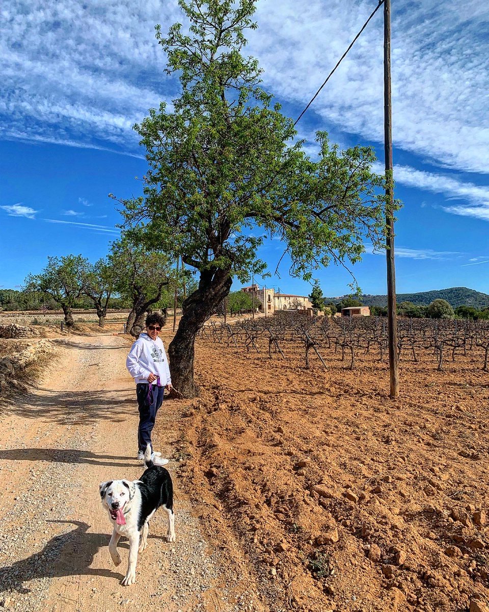 JordiEroles's tweet image. No hi ha res com començar el diumenge passejant pel jardí de casa, entre vinyes amb els ceps que comencen a verdejar, camins franquejats per ametllers que duen a velles masies i camps de garrofers centenaris. #Ribes #SantPereDeRibes #RibesDelGarraf #Garraf #MarinaDelPenedès