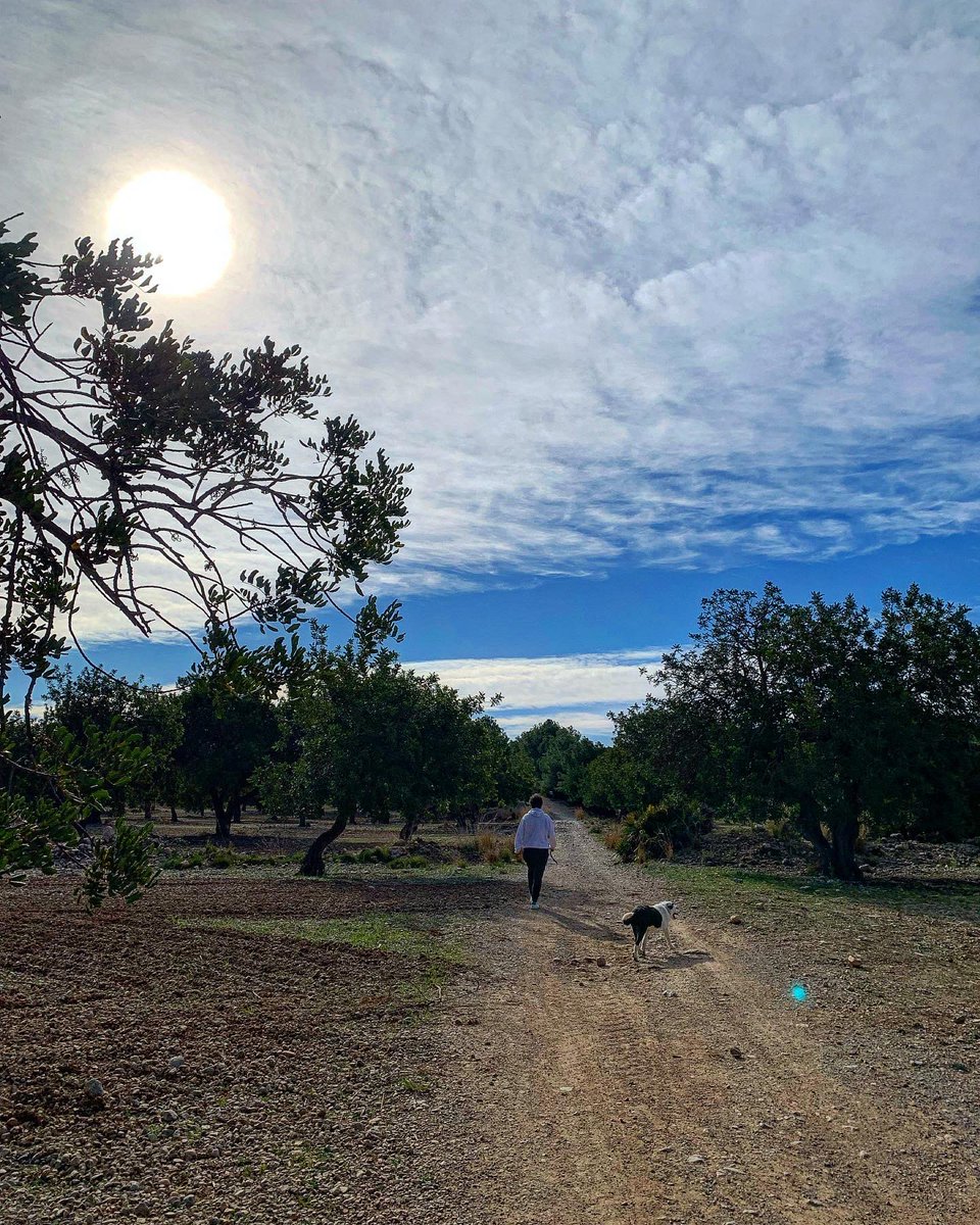 JordiEroles's tweet image. No hi ha res com començar el diumenge passejant pel jardí de casa, entre vinyes amb els ceps que comencen a verdejar, camins franquejats per ametllers que duen a velles masies i camps de garrofers centenaris. #Ribes #SantPereDeRibes #RibesDelGarraf #Garraf #MarinaDelPenedès