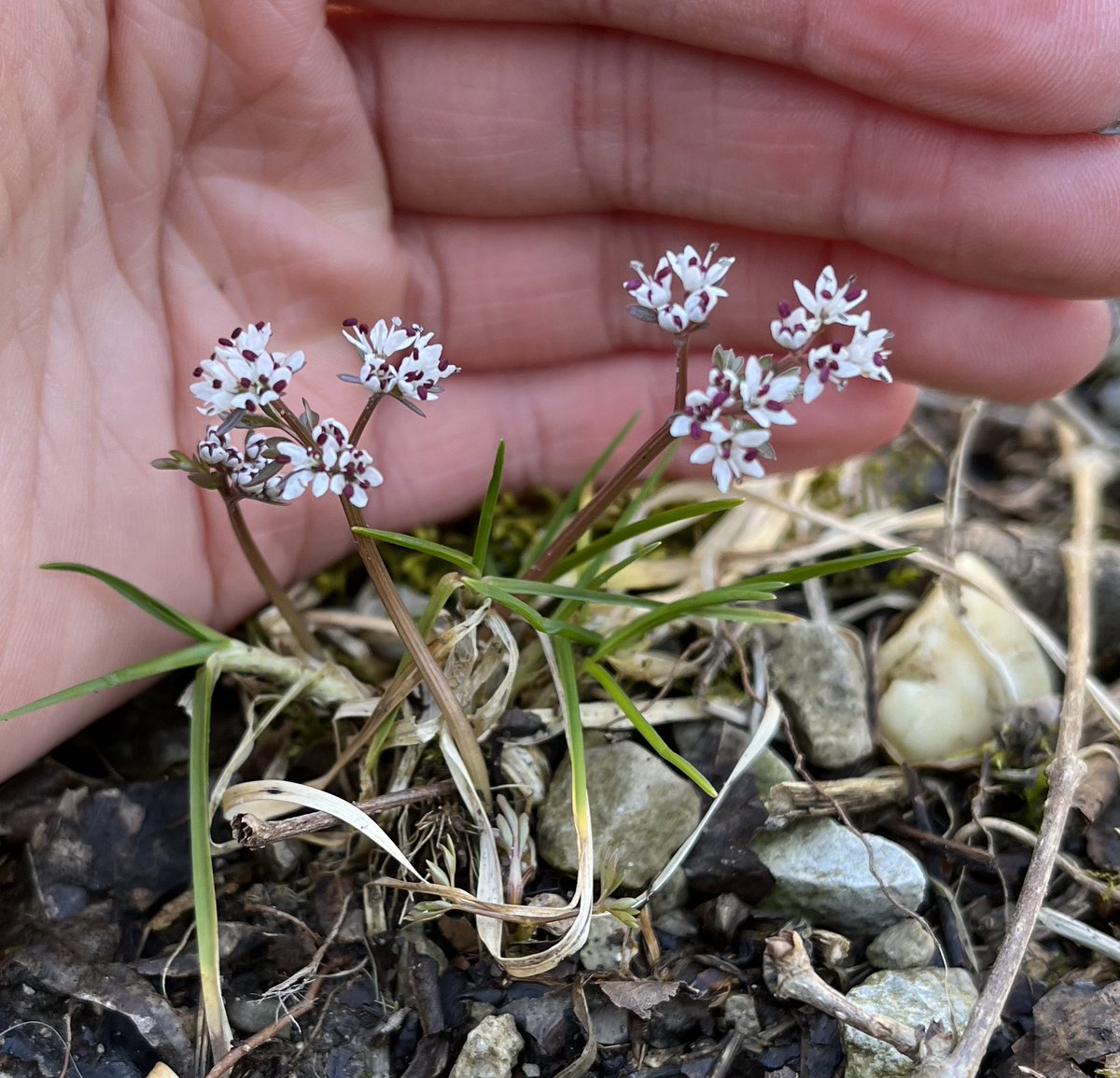 kategobbie's tweet photo. Loved to see Erigenia bulbosa aka the harbinger of spring on my hike today in @clevemetroparks😍😍😍. Northeast Ohio is finally feeling more like Spring. https://t.co/xpF7n5KCUX