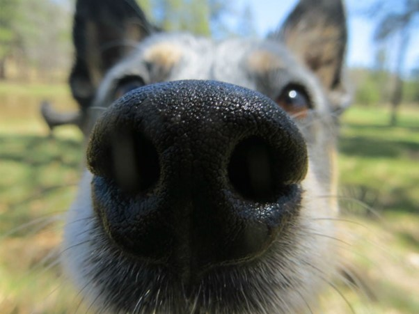 ColliderFest's tweet photo. #DidYouKnow that similarly to humans having unique fingerprints, the print on a 
canine’s nose is also unique? #science #humbersciencefest #dogs https://t.co/ySaG8J0brl
