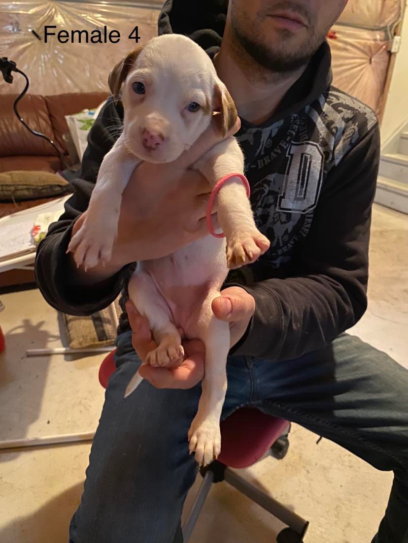 Niagara Dog Rescue tweet media