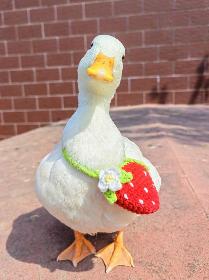 duck with strawberry purse