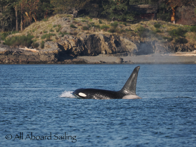 ThePWWA's tweet photo. Sunny skies, flowers in bloom, lambs on Spieden, and whales galore? Spring is in the air! 🐑🌷☀️🐳⛵️
📷: @capthowitt (All Aboard Sailing)
#biggskillerwhales #spiedenisland #salishsea #springwhalewatching #pwwa https://t.co/jJ0cGdrea3