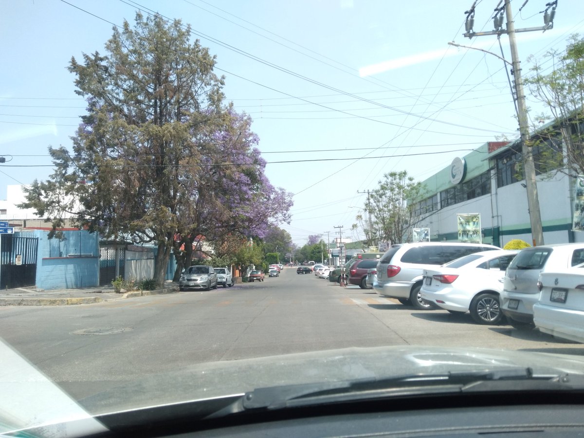 luisbravocardoz's tweet photo. Hermoso ver la ciudad pintarse de morado con éste súper "Jacarandas Blossom" en marzo, es nuestra GAIA diciendo "estoy con ustedes", conspirando, como diría mi compadre #PauloCoelho, para que logren sus objetivos nuestras hermosas mujeres, madres, hermanas, esposas e hijas!!! https://t.co/DKPwfH8uzo