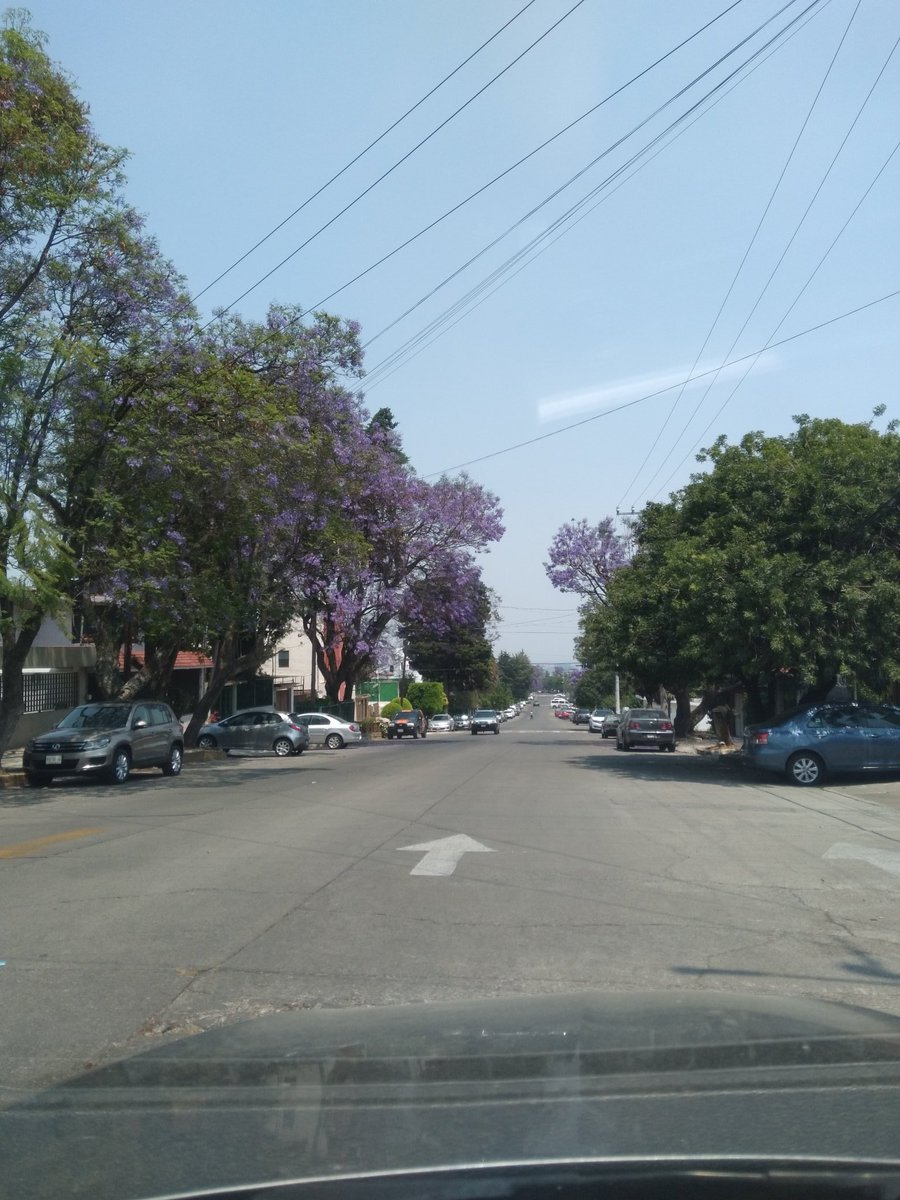 luisbravocardoz's tweet photo. Hermoso ver la ciudad pintarse de morado con éste súper "Jacarandas Blossom" en marzo, es nuestra GAIA diciendo "estoy con ustedes", conspirando, como diría mi compadre #PauloCoelho, para que logren sus objetivos nuestras hermosas mujeres, madres, hermanas, esposas e hijas!!! https://t.co/DKPwfH8uzo