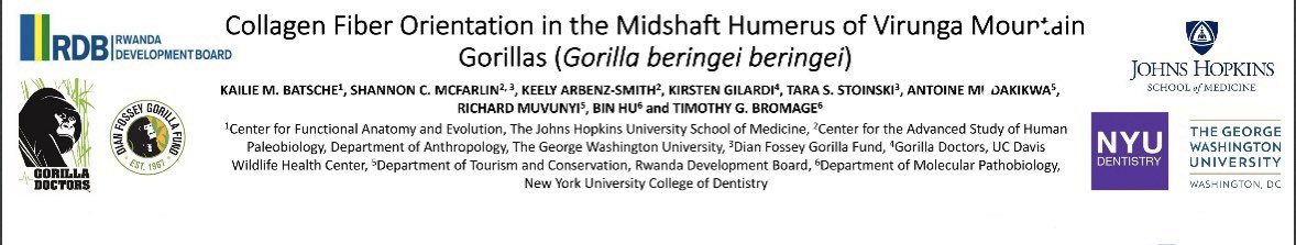 hi Twitter fam 👋🏼 it’s been a minute, but just want to say that if you’re at AAA come by my poster tomorrow at 10:15am  (poster 39) 🦴 🔬 🦍 see you tomorrow! 

#anatomy23 #AnatomyConnected2023 #collagenfiberorientation #aaa2023
