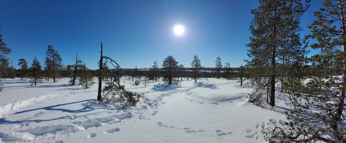 #Lappi näyttää parastaan. #Lumikenkäily Rovaniemen lähialueella on erinomainen tapa viettää päivää luontoa havainnoiden. Nähtiin muutama koppelokin nuoressa kasvatusmetsässä 😉. Kieppejä enemmänkin. Myös oravat olivat temmeltäneet hangen täyteen jälkiä 👍.
#lähimatkailu #luonto