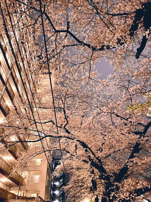 いつのまにか桜咲いてた 