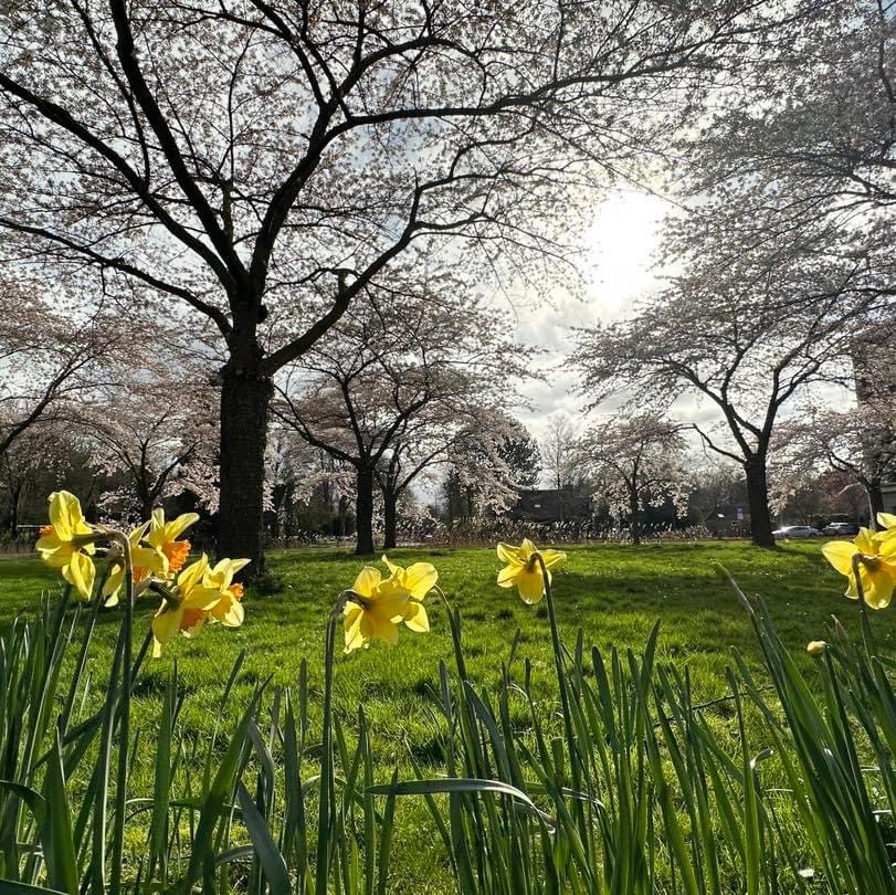 𝗕𝗟𝗢𝗘𝗦𝗘𝗠🌸

Als de bomen in de Fruittuinen in Hoofddorp in bloei staan, dan weet je dat het voorjaar is. Nou ja, volgens de kalender dan😉

Liefs uit Haarlemmermeer,
Daan #liefsuithaarlemmermeer #haarlemmermeer