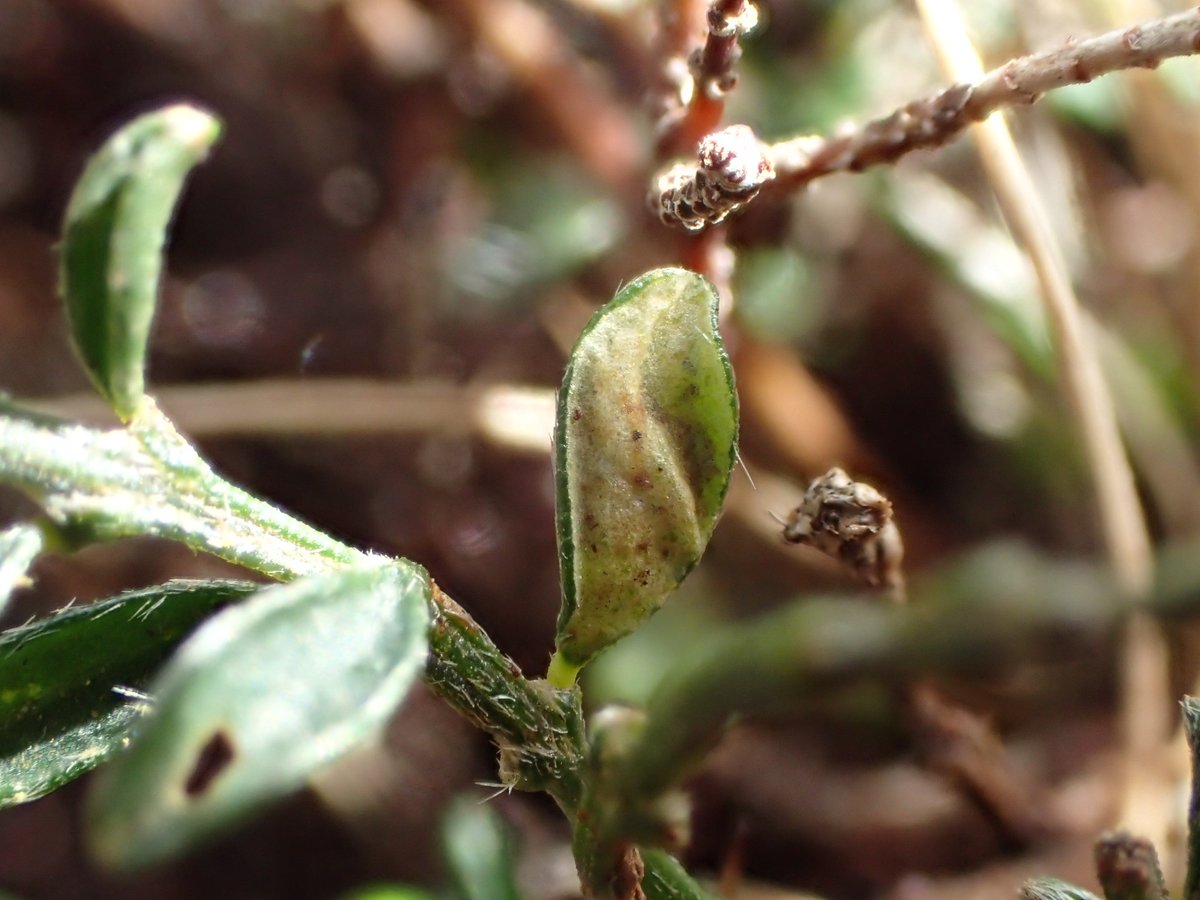 The mine of the rare, and rarely recorded Phyllonorycter staintoniella on Hairy Greenweed (Genista pilosa). Found in three 1km squares in Cornwall today