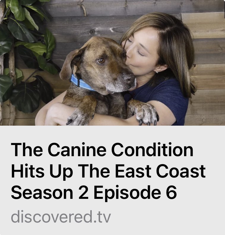 The Canine Condition Foundation tweet media