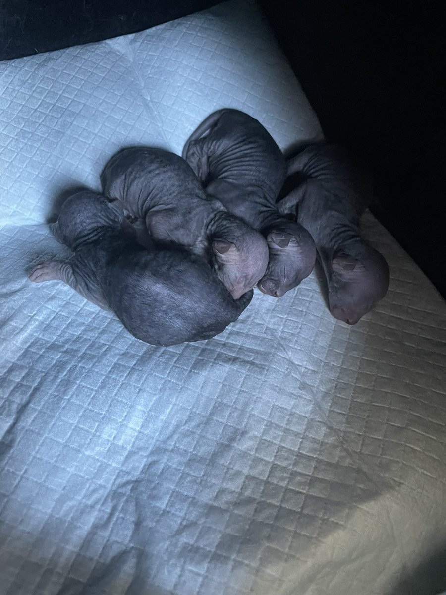 PotdcolleV's tweet photo. Que voici les pop corn qui sont nés ! 2 sont nés le 25 et 2 le 26 ! #sphynx https://t.co/ObD6iQoxOR
