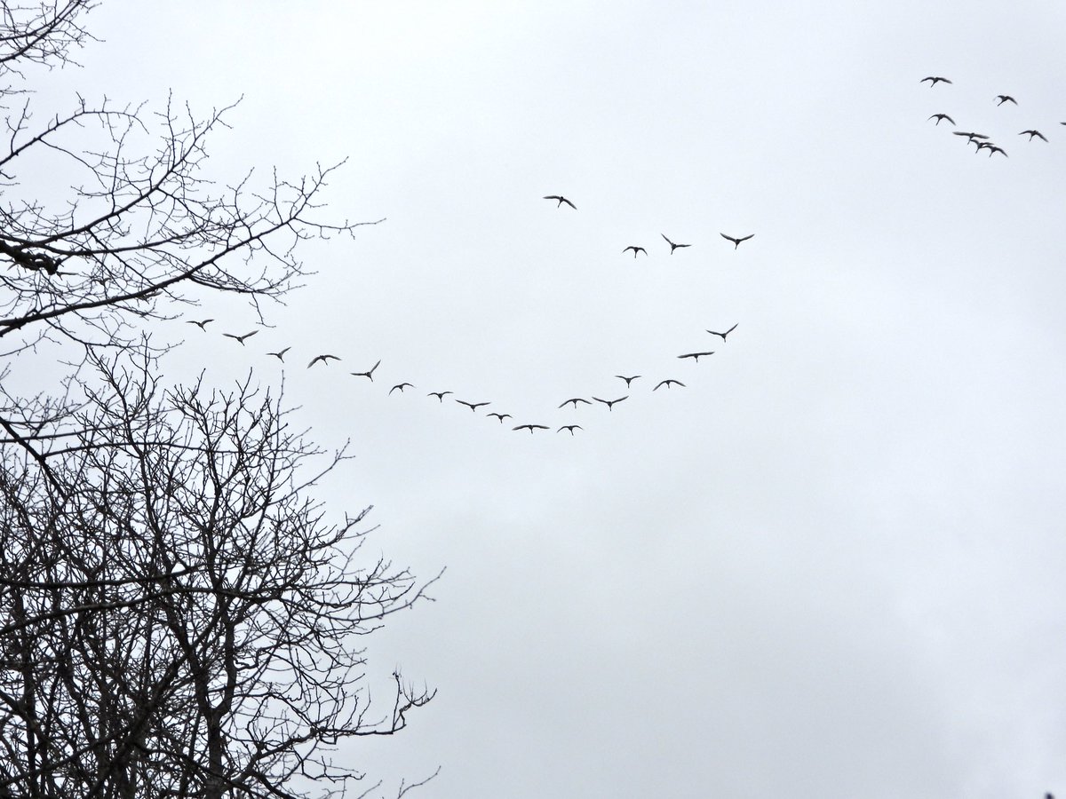 andysims4049's tweet photo. @DJRBirder @notbirdingnick @NottsBirders c90 Whoopers NW over @BeltonHouseNT at 14:30. Couldn’t get an accurate count as seen through trees. @Lincsbirding @lincsbirders @BTO_Lincs @LincsWildlife @LincsNaturalist https://t.co/iJ5ruEpMXS