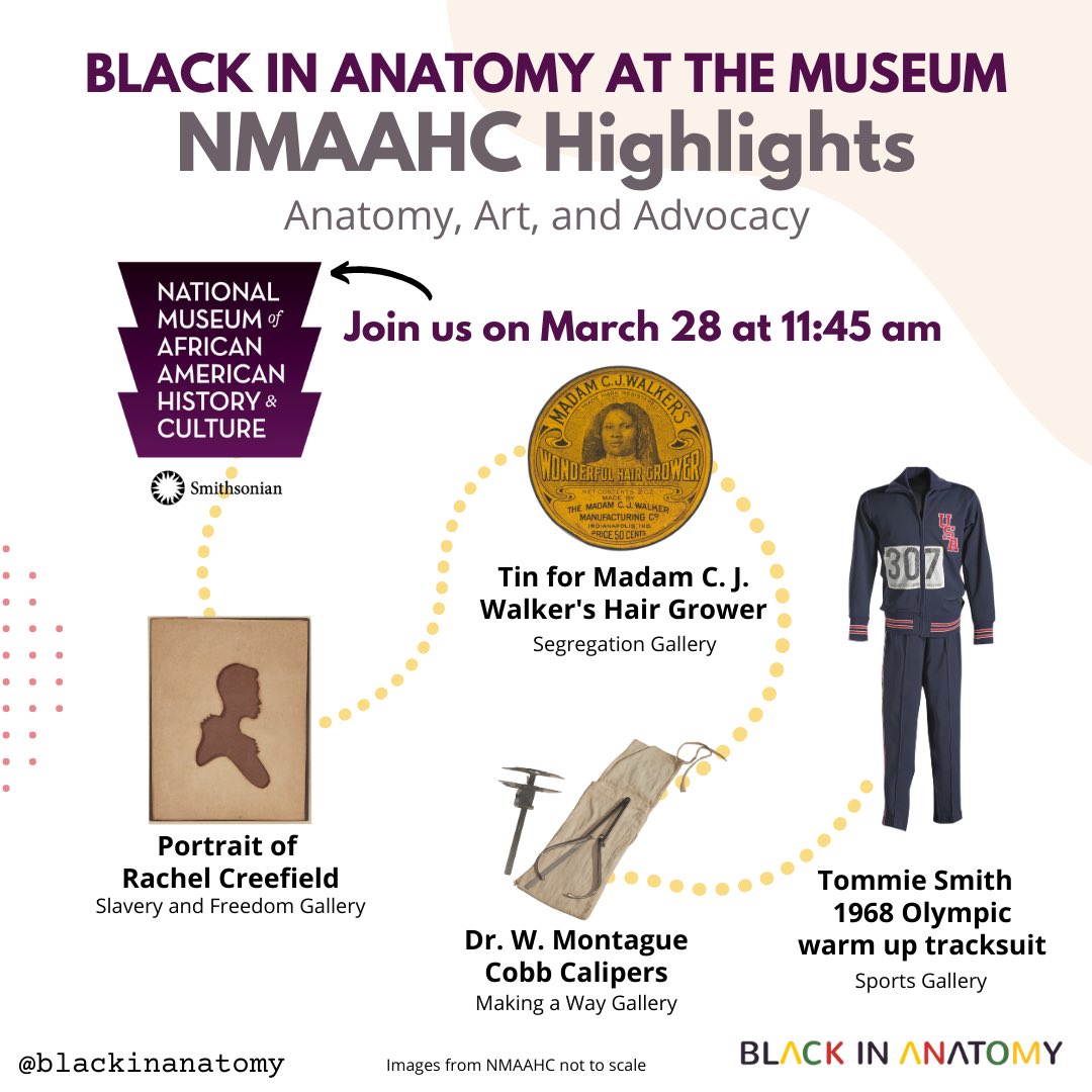 In the collection at the @NMAAHC, we celebrate the themes of #AnatomyArtAdvocacy including the research of Dr. W. Montague Cobb. Visit the museum with #BlackinAnat on March 28th at 11:45! forms.gle/YWxZj7Xg6gA4tj…