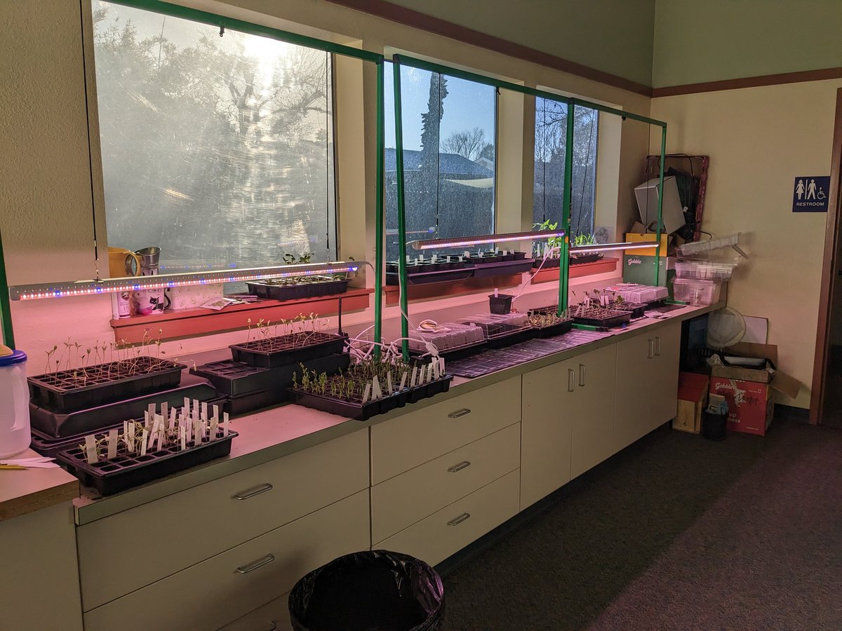 Look at my plant babies!  Lots of uppotting work today.
#UELFGarden @schoolgardens <a href="/WholeKidsFnd/">Whole Kids</a> <a href="/NOAA/">NOAA</a> <a href="/sanctuaries/">Sanctuaries (NOAA)</a> <a href="/wellkind2/">Wellkind</a> <a href="/Kids_Gardening/">KidsGardening</a> <a href="/Proud2BeCRPUSD/">CRPUSD</a> <a href="/UELFSEAWOLVES1/">UELFSEAWOLVES</a> <a href="/UELF_PTA/">UELF PTA</a> <a href="/LundeChristina/">Christina Lunde</a> <a href="/dailystem/">dailySTEM Chris Woods</a> <a href="/RohnertPkPatch/">Rohnert Park Patch</a> <a href="/RohnertParkCity/">City of Rohnert Park</a> <a href="/rotaryrpc/">RohnertParkCotatiRot</a> <a href="/CAEOE/">JLS</a> @edibleschoolyrd