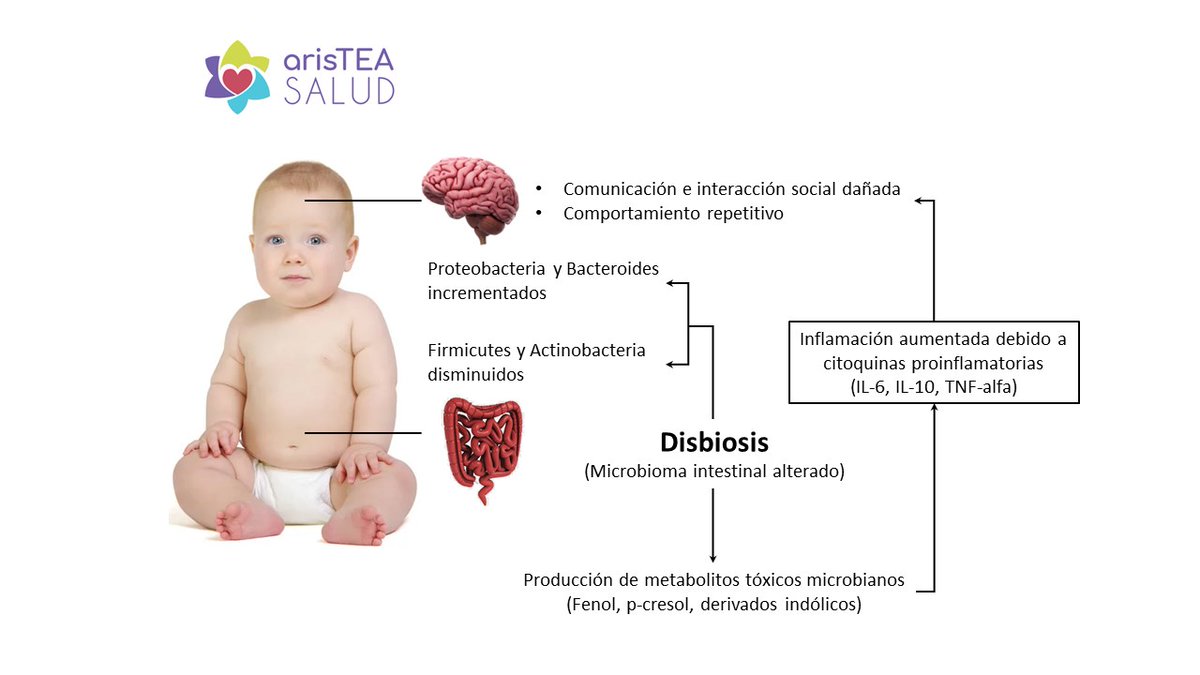 Maycacs's tweet photo. Esta será una de las diapositivas que explicaré en las jornadas de @ConecTEA  el próximo jueves en Alcobendas. 
#microbiota #TEA #disbiosis #autismo https://t.co/C6FpAy2P2Q