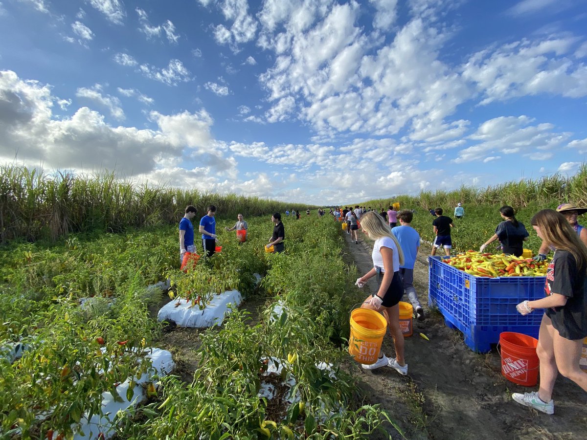 Mrs. Ana Farrand tweet media