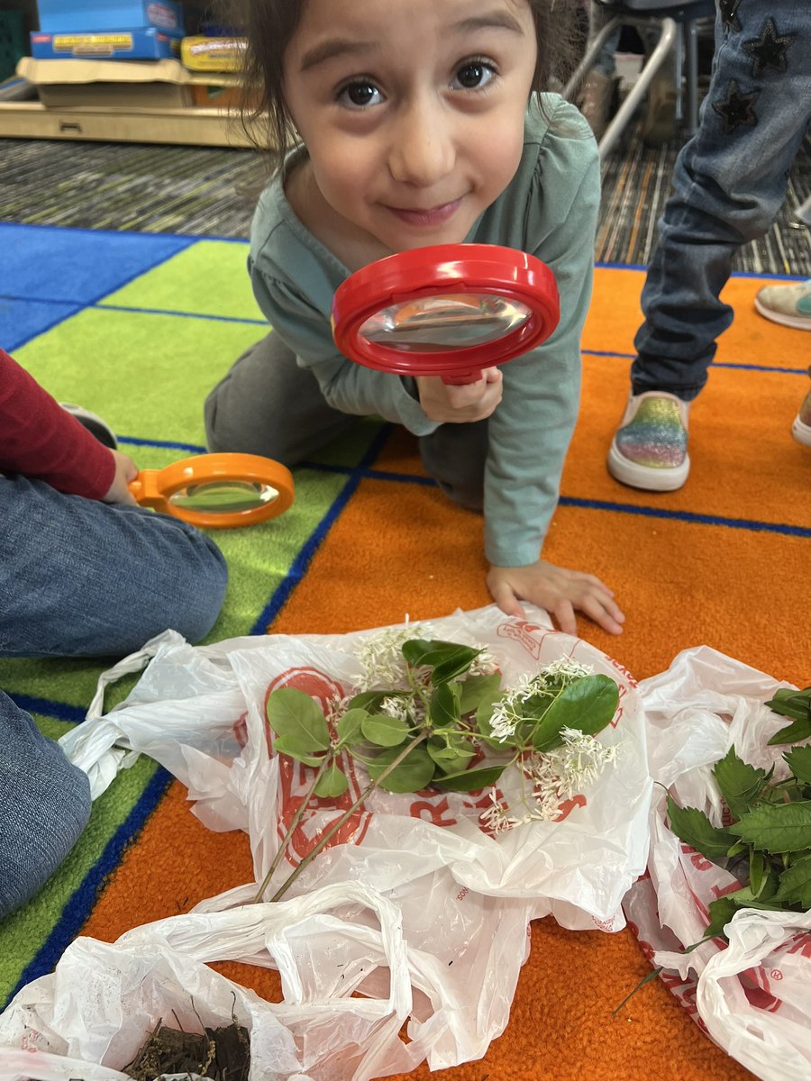 Mshernandez02's tweet photo. Learning about plants and nature 🍃🔍 https://t.co/liTjXlDmxH