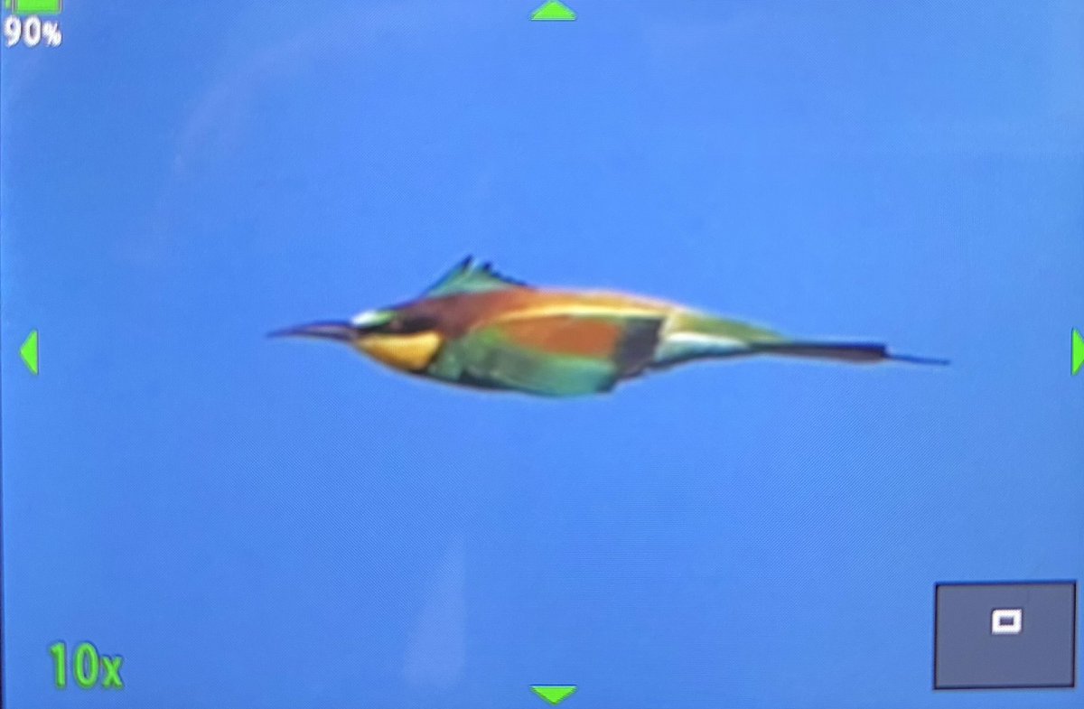 TmLivingWBirds's tweet image. If anyone’s evening is a little drab, 14 lovely bee-eaters have been calling over our heads at Kibbutz Elot while we plan for Champions of the Flyway tomorrow. Wish us luck as we need it and donate your spare change to goose conservation as the need it. justgiving.com/fundraising/ch…