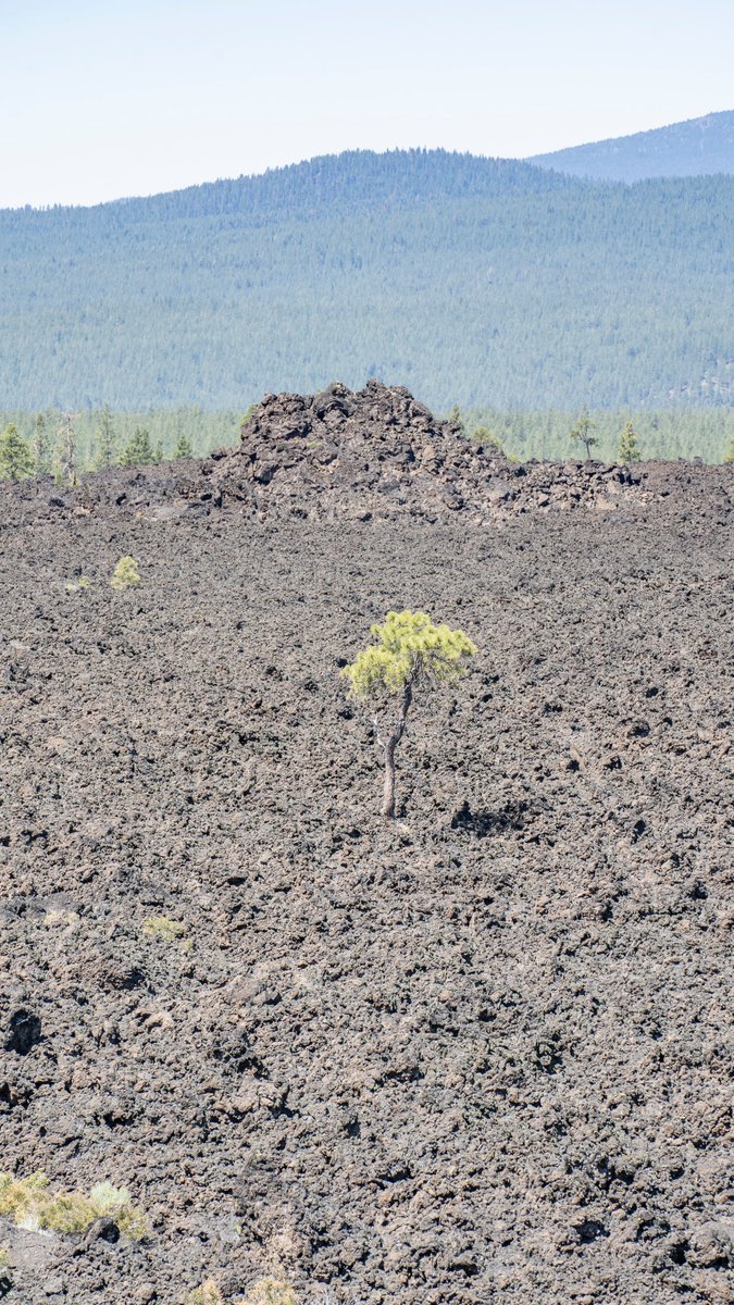 neverduskys's tweet photo. Trail of the Molten Land 
Newberry National Volcanic Monument
Oregon https://t.co/LCMx8gDphh