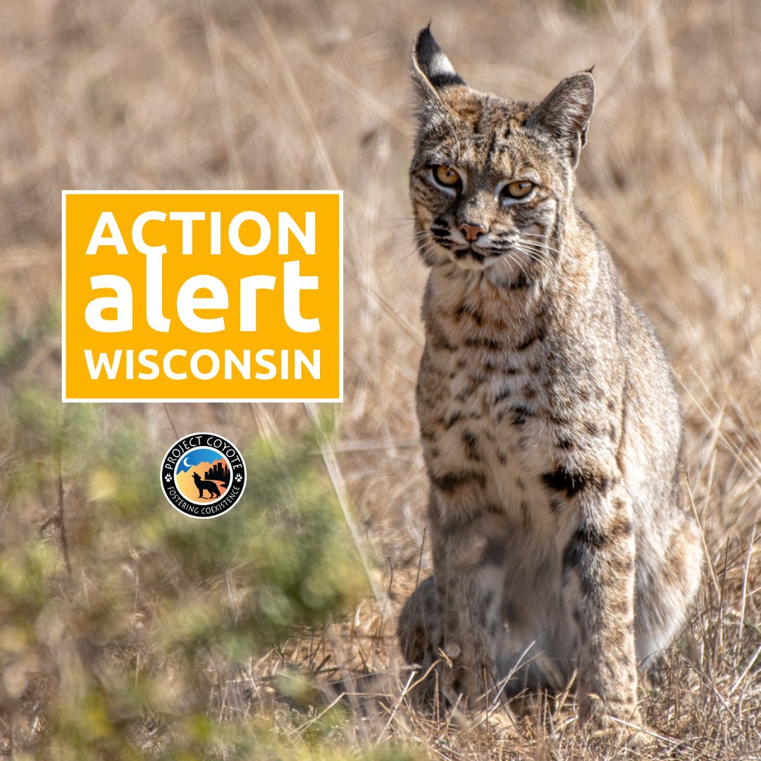 ProjectCoyote's tweet photo. 🚨 Calling all Wisconsin residents: your wildlife needs you! 🚨

✊ Learn more through our infographics and take action here: https://t.co/u6pCYKaOsr

#WisconsinWildlife #StopTheKill #WorthMoreAlive

📷 Jennifer Leigh Warner, #CaptureCoexistenceContributor | @expwildlife https://t.co/QYPS1fq1mK