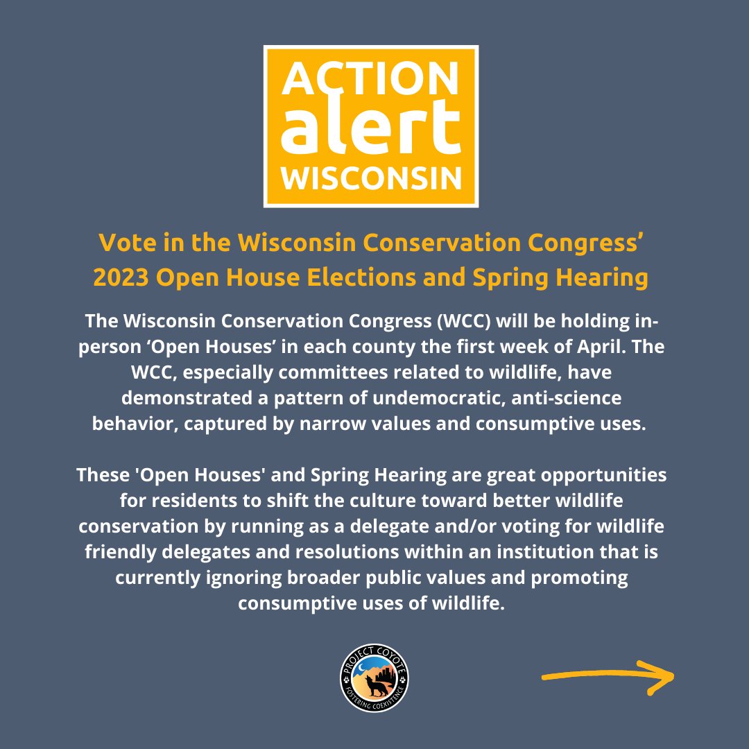 ProjectCoyote's tweet photo. 🚨 Calling all Wisconsin residents: your wildlife needs you! 🚨

✊ Learn more through our infographics and take action here: https://t.co/u6pCYKaOsr

#WisconsinWildlife #StopTheKill #WorthMoreAlive

📷 Jennifer Leigh Warner, #CaptureCoexistenceContributor | @expwildlife https://t.co/QYPS1fq1mK