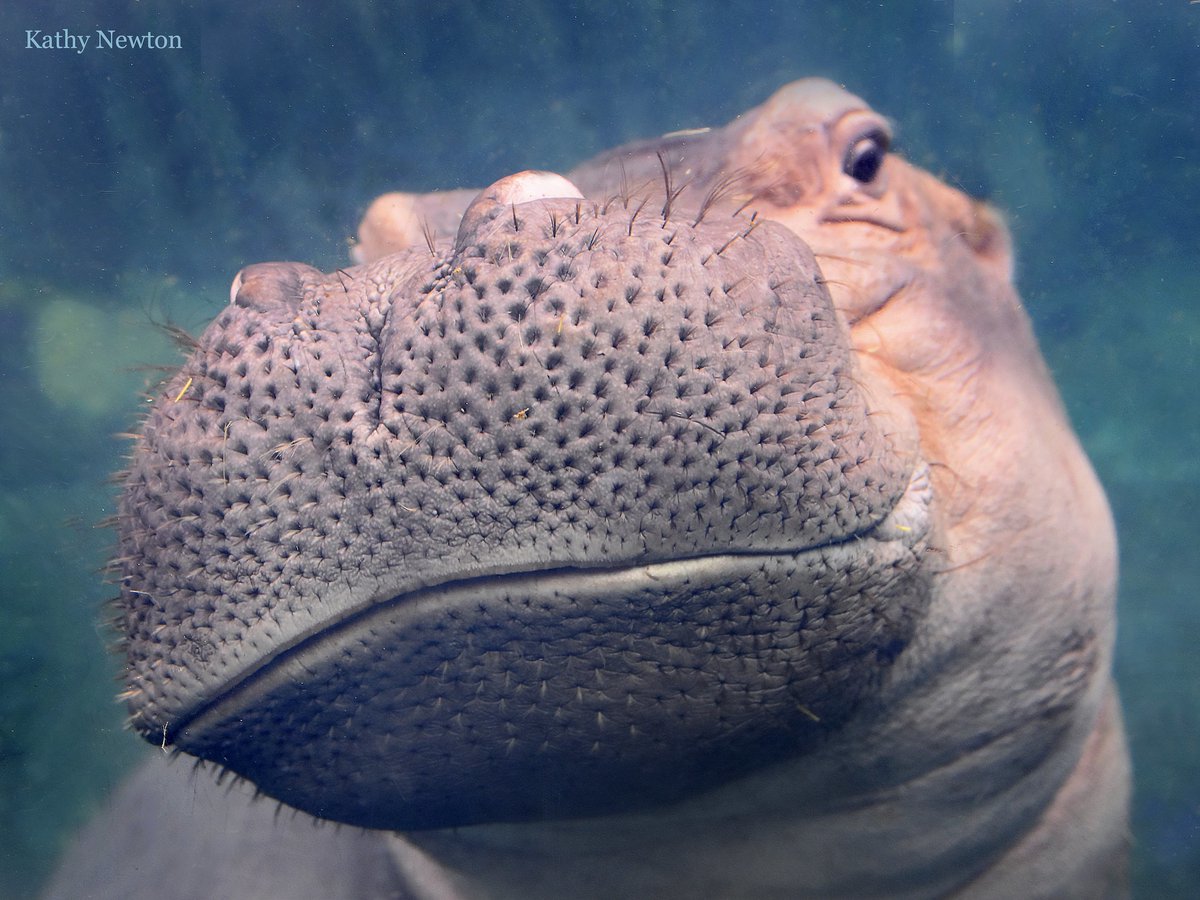 Cincinnati Zoo tweet media