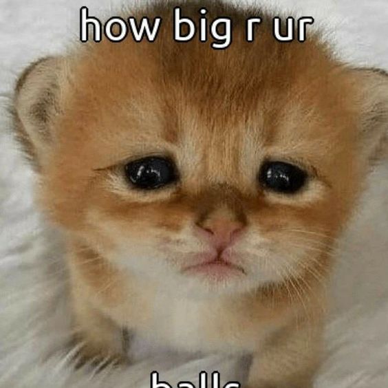 crazy_sptwt's tweet photo. HI, I'M BACK. i left bc i had to get some other twt acc stuff done but, we're back for good now. https://t.co/g9AHf71emT