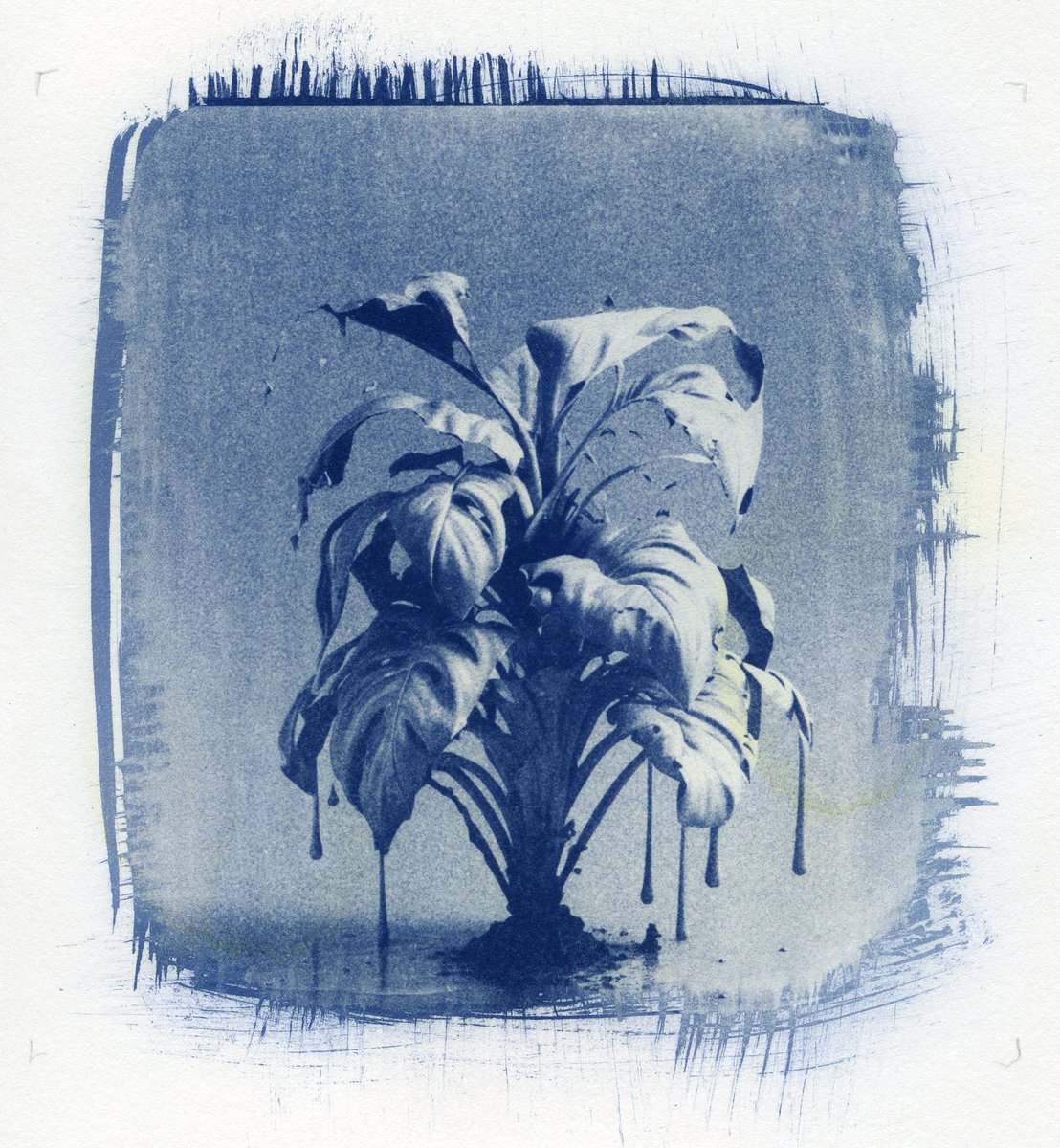 Discover the fusion of art and technology in these handmade cyanotype prints created from AI-generated images of plants. A unique glimpse into the beauty and complexity of nature re-interpreted by an algorithm and a historic printing process. 💙 #cyanotype #AI #natureart #arttech