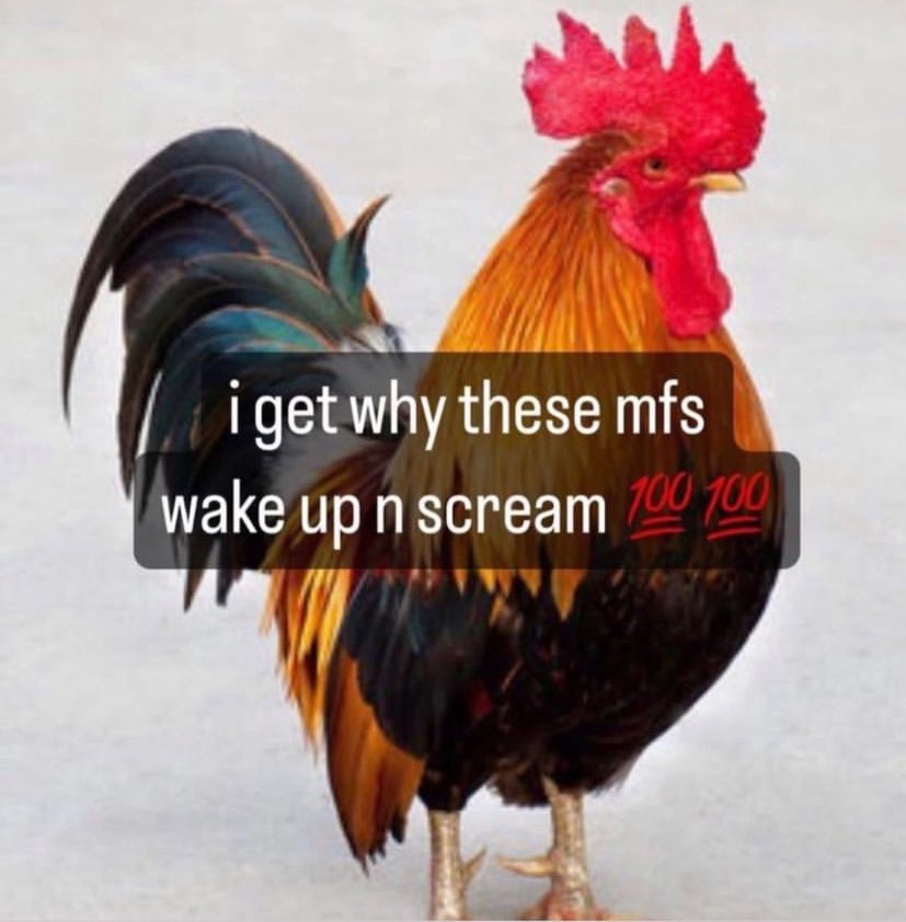 whotfisjovana's tweet image. 