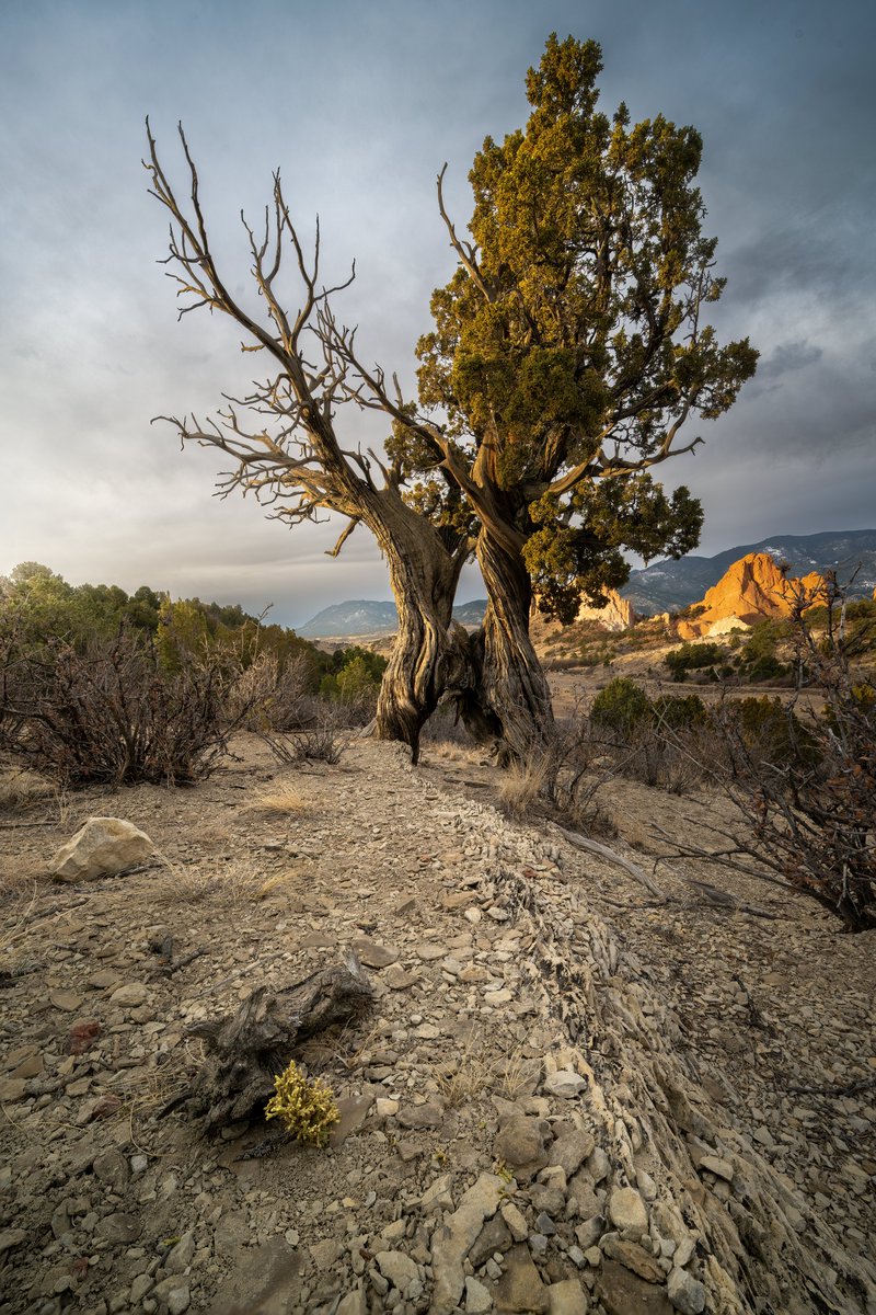Alex101lab3s's tweet photo. @rzsnn_nft Intertwined juniper trees.  Garden of the Gods, Colorado Springs.
#nikon #landscapephotography https://t.co/7C77HubukP