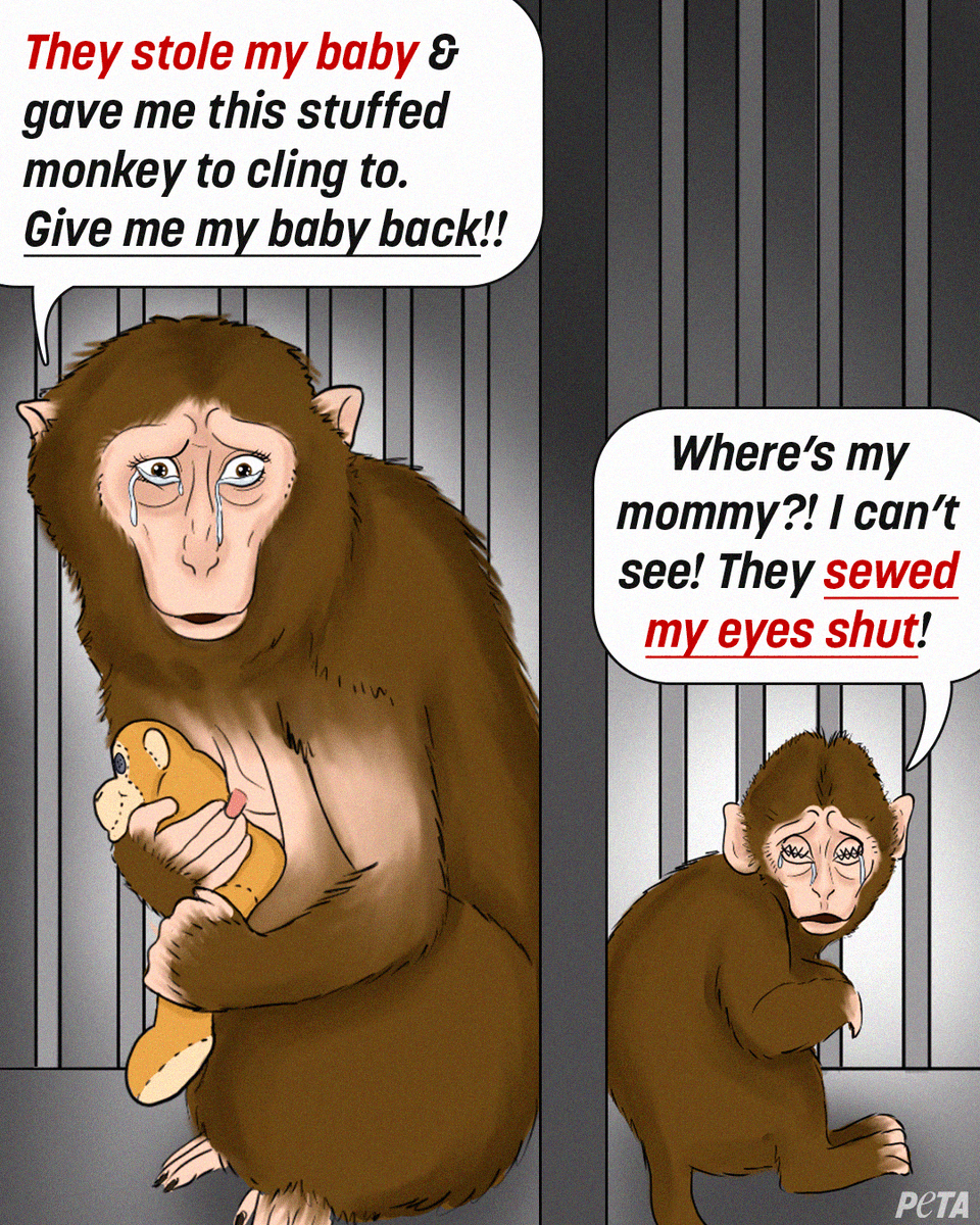 peta's tweet photo. In a @Harvard lab, animal experimenter Margaret Livingstone steals baby monkeys from their mothers. 

She has even sewn their eyes shut in depraved “sensory deprivation” experiments 💔 

We won’t stand for this, and neither should you 👉  https://t.co/Ct7YKvwGDI https://t.co/tKOVc4Am45