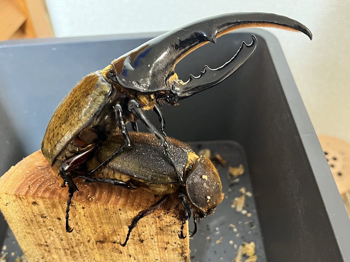 8ru8ru (@hercules_farm) / Posts / X