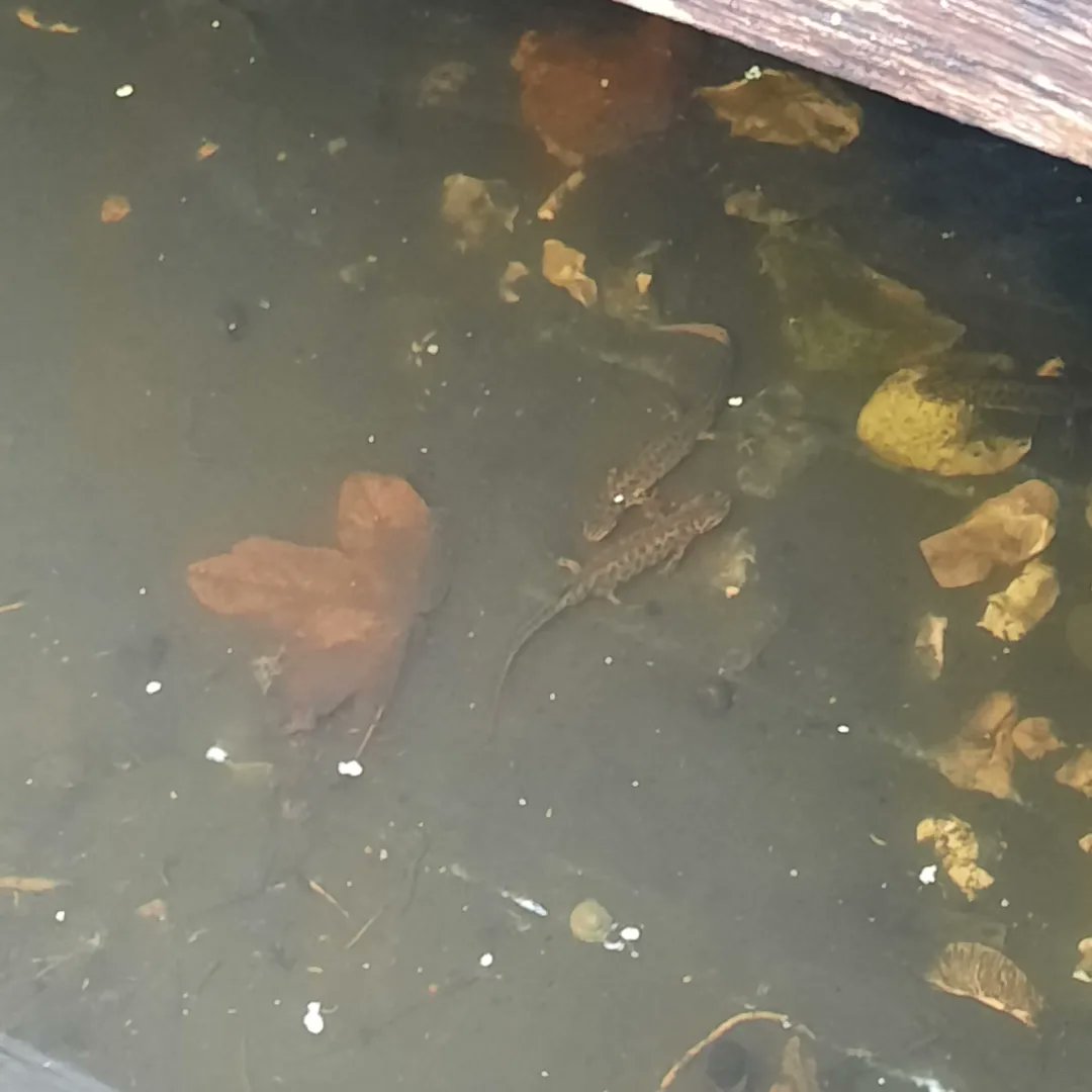 Calthorpe Community Garden (@calthorpecg) on Twitter photo WEhave frog spawn in our pond, <a href="/CalthorpeCG/">Calthorpe Community Garden</a> W/E P/P. Saw1frog,frog spawn&5newts. The kids also produced a wonderful display of our local #amphibians &a big thankU2our <a href="/DofE/">The Duke of Edinburgh’s Award</a> volunteers.
<a href="/TNLComFund/">The National Lottery Community Fund</a>
#calthorpecommunitygarden
#NationalLottery
#Camden
#PondNetSpawnSurvey WEhave frog spawn in our pond, <a href="/CalthorpeCG/">Calthorpe Community Garden</a> W/E P/P. Saw1frog,frog spawn&5newts. The kids also produced a wonderful display of our local #amphibians &a big thankU2our <a href="/DofE/">The Duke of Edinburgh’s Award</a> volunteers.
<a href="/TNLComFund/">The National Lottery Community Fund</a>
#calthorpecommunitygarden
#NationalLottery
#Camden
#PondNetSpawnSurvey