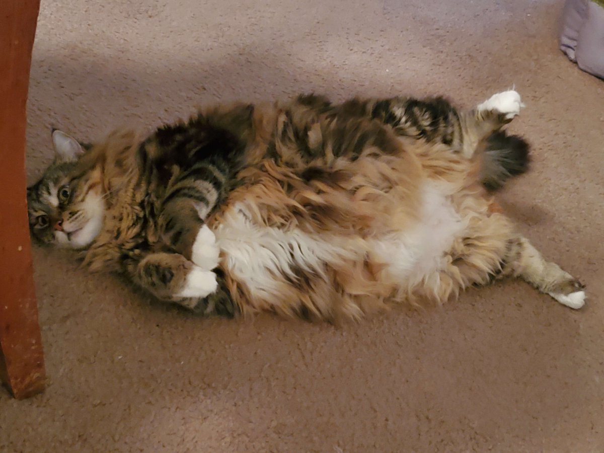 Michael's Cat tweet media