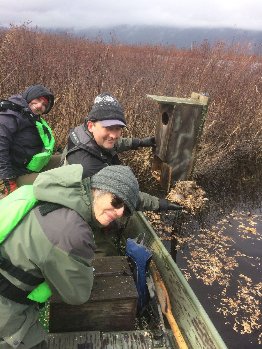 czarofbar's tweet image. Many hands made light work and as always the volunteers pitched in to make anything happen! #pittwaterfowlers #woodducks #nestingboxes #grassroots