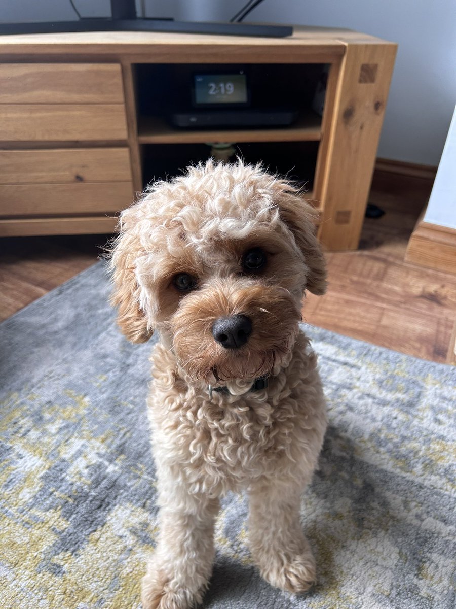 Lilly Webb tweet media