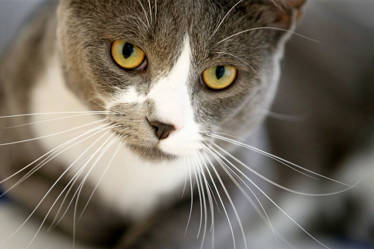 FrindLovers_cat's tweet photo. https://t.co/k87oQICus5