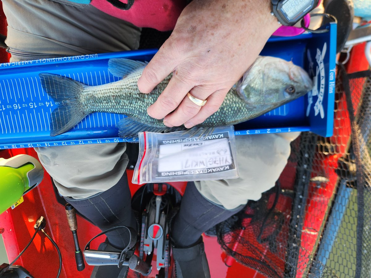 tdhins's tweet photo. Fished the Western Oklahoma Kayak Anglers first tourney and scored 75.75 all caught on Bagley crankbaits #TeamBagleyBaits. https://t.co/w51z8z2iLy